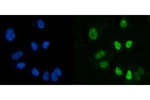 IF analysis of CTBP2 using anti-CTBP2 antibody (ABIN7601325). (CTBP2 anticorps  (AA 321-445))