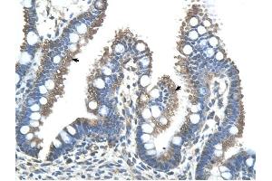 RNF121 antibody was used for immunohistochemistry at a concentration of 4-8 ug/ml to stain Epithelial cells of intestinal villus (arrows) in Human Intestine. (RNF121 anticorps  (N-Term))