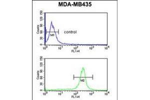 Flow cytometric analysis of MDA-MB435 cells (bottom histogram) compared to a negative control cell (top histogram). (GSTK1 anticorps  (AA 93-120))