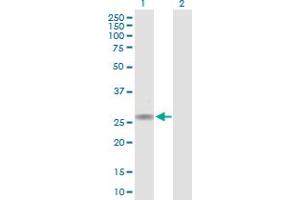 Western Blot analysis of CACNG1 expression in transfected 293T cell line by CACNG1 MaxPab polyclonal antibody.