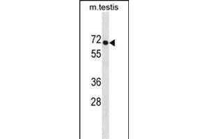 PLD3 Antibody (N-term) (ABIN1881659 and ABIN2838780) western blot analysis in mouse testis tissue lysates (35 μg/lane).