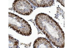 IHC analysis of DAZL using anti-DAZL antibody (ABIN7601384). (DAZL anticorps  (AA 34-281))