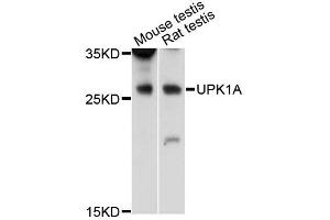 Western blot analysis of extracts of various cell lines, using UPK1A antibody (ABIN6291372) at 1:3000 dilution.