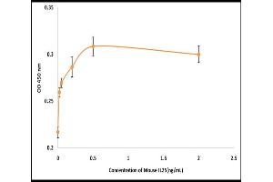 Interleukin 25 (IL25) (Active) protein