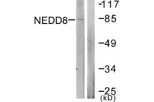Western Blotting (WB) image for anti-Neural Precursor Cell Expressed, Developmentally Down-Regulated 8 (NEDD8) (N-Term) antibody (ABIN1848828) (NEDD8 anticorps  (N-Term))