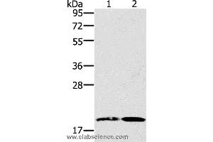 Western blot analysis of Mouse heart and liver tissue, using GDF2 Polyclonal Antibody at dilution of 1:200 (GDF2 anticorps)