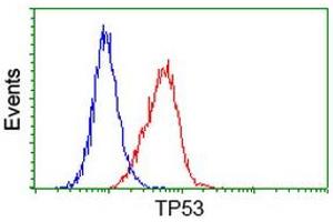 Image no. 7 for anti-Tumor Protein P53 (TP53) antibody (ABIN1499973) (p53 anticorps)
