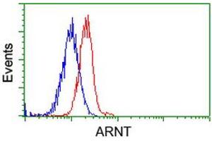 Image no. 9 for anti-Aryl Hydrocarbon Receptor Nuclear Translocator (ARNT) antibody (ABIN1496729) (ARNT anticorps)