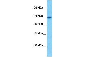 Host:  Rabbit  Target Name:  PUR4  Sample Type:  293T Whole Cell lysates  Antibody Dilution:  0.