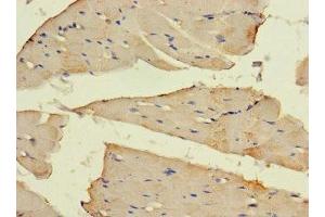 Immunohistochemistry of paraffin-embedded human skeletal muscle tissue using ABIN7160153 at dilution of 1:100