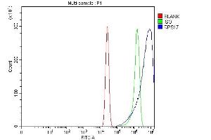 Flow Cytometry analysis of A431 cells using anti-RPS17 antibody (ABIN7598984). (RPS17 anticorps  (AA 1-135))