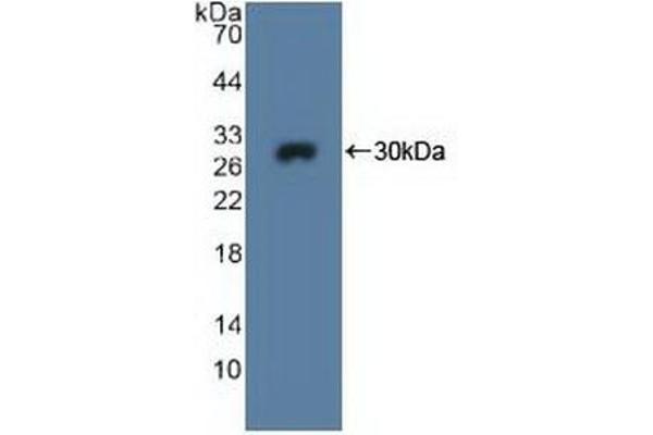 MPG anticorps  (AA 221-296)
