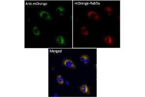 Immunofluorescence (IF) image for anti-mOrange Fluorescent Protein antibody (ABIN7273075) (mOrange Fluorescent Protein anticorps)