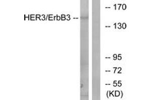 Western blot analysis of extracts from 293 cells, using HER3 (Ab-1222) Antibody. (ERBB3 anticorps  (AA 1191-1240))