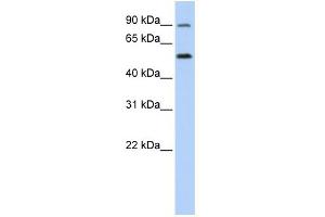 WB Suggested Anti-SLC41A1 Antibody Titration:  0. (SLC41A1 anticorps  (N-Term))