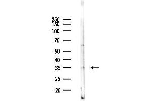 Western blot analysis of lysates from Mouse brain, using Casein Kinase 1 alpha Antibody at 1/1000 dilution.