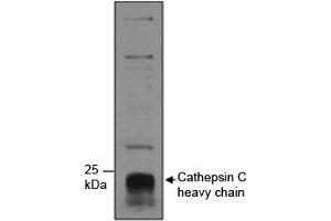 Western blot testing of human neutrophils lysate with Cathepsin C antibody at 1ug/ml. (CTSC anticorps)