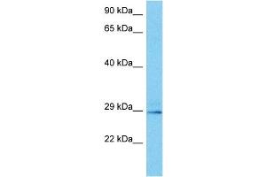 Host:  Mouse  Target Name:  NKX2-8  Sample Tissue:  Mouse Heart  Antibody Dilution:  1ug/ml