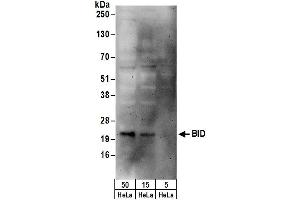 Western Blotting (WB) image for anti-BH3 Interacting Domain Death Agonist (BID) (AA 120-180) antibody (ABIN7449273)