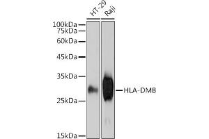 Western blot analysis of extracts of various cell lines, using HLA-DMB antibody (ABIN7268368) at 1:1000 dilution. (HLA-DMB anticorps)