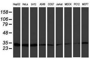 Image no. 2 for anti-Proteasome (Prosome, Macropain) Subunit, beta Type, 7 (PSMB7) (AA 58-277) antibody (ABIN1491600)