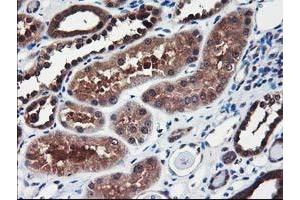 Image no. 2 for anti-NIF3 NGG1 Interacting Factor 3-Like 1 (NIF3L1) antibody (ABIN1496615) (NIF3L1 anticorps)