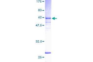 SDS-PAGE (SDS) image for NIMA (Never in Mitosis Gene A)-Related Kinase 6 (NEK6) (AA 1-313) protein (GST tag) (ABIN1312366)
