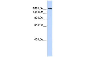 Western Blotting (WB) image for anti-Contactin Associated Protein 1 (CNTNAP1) antibody (ABIN2458937) (CNTNAP1 anticorps)