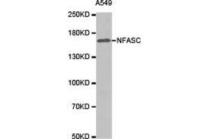 Western Blotting (WB) image for anti-Neurofascin (NFASC) antibody (ABIN1873888) (NFASC anticorps)