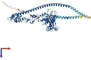 AlphaFold protein structure predicition of Mouse Recombinant Traf3 Protein, UniprotID Q60803