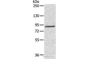 Western blot analysis of 231 cell, using RPS6KA1 Polyclonal Antibody at dilution of 1:800 (RPS6KA1 anticorps)