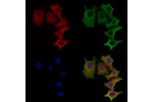 ABIN6259067 and ABIN6273445 staining HepG2 cells by IF/ICC. (CD27 anticorps  (Internal Region))
