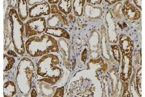 ABIN6279082 at 1/100 staining Mouse kidney tissue by IHC-P. (ADAMTS1 anticorps  (Internal Region))