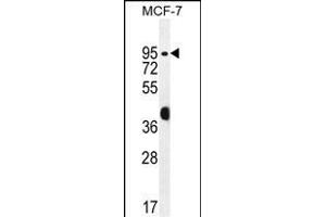 RACG Antibody (N-term) 1461a western blot analysis in MCF-7 cell line lysates (35 μg/lane). (RACGAP1 anticorps  (N-Term))