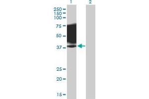 Western Blot analysis of SLAMF1 expression in transfected 293T cell line by SLAMF1 MaxPab polyclonal antibody. (SLAMF1 anticorps  (AA 1-335))