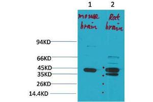 Western Blot (WB) analysis of 1) Mouse Brain Tissue, 2)Rat Brain Tissue with KCNK9 Rabbit Polyclonal Antibody diluted at 1:2000. (KCNK9 anticorps)