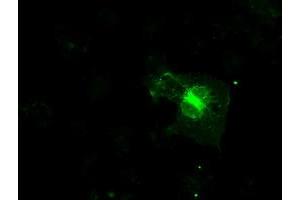 Image no. 9 for anti-Fc gamma RII (CD32) antibody (ABIN1497256) (Fc gamma RII (CD32) anticorps)