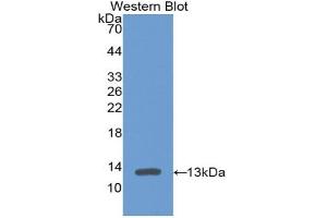 Western blot analysis of recombinant Mouse PF4. (PF4 anticorps  (AA 25-105))