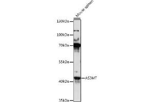 anti-Arsenic (+3 Oxidation State) Methyltransferase (AS3MT) (AA 216-375) antibody