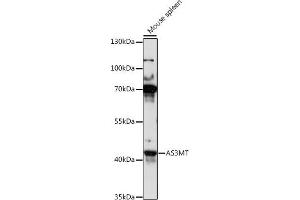 Western blot analysis of extracts of mouse spleen, using MT antibody (ABIN7265678) at 1:1000 dilution. (AS3MT anticorps  (AA 216-375))