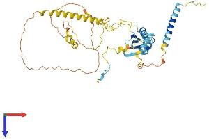 AlphaFold protein structure predicition of Mouse Recombinant Nelfe Protein, UniprotID P19426