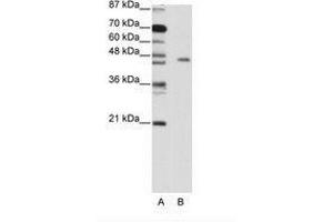 Image no. 1 for anti-MYC Induced Nuclear Antigen (MINA) (C-Term) antibody (ABIN203156) (MINA anticorps  (C-Term))