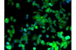 Image provided by One World Lab validation program.