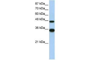 WB Suggested Anti-GTF2H4 Antibody Titration:  2.