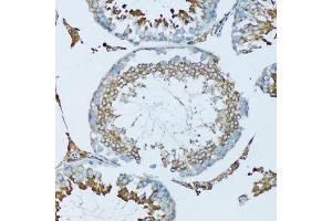 Immunohistochemistry of paraffin-embedded mouse testis using HPX antibody.