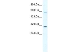 Western Blotting (WB) image for anti-GATA Zinc Finger Domain Containing 1 (GATAD1) antibody (ABIN2460670) (GATAD1 anticorps)
