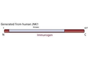 Image no. 3 for anti-JNK1/2 antibody (ABIN967454) (JNK1/2 anticorps)