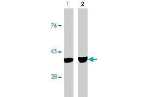 Western blot analysis using CASP7 monoclonal antibody, clone MCH3-5  on MCF-7 cells treated with thapsigargin for 48 hours which are negative (lane 1) and positive (lane 2) for caspase-3. (Caspase 7 anticorps)