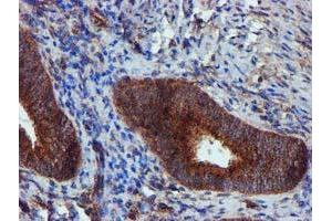 Image no. 4 for anti-Epsin 2 (EPN2) antibody (ABIN1498051) (Epsin 2 anticorps)