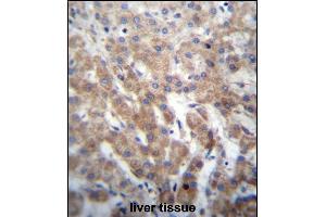 FGFRL1 Antibody (N-term) (ABIN656654 and ABIN2845895) immunohistochemistry analysis in formalin fixed and paraffin embedded human liver tissue followed by peroxidase conjugation of the secondary antibody and DAB staining.